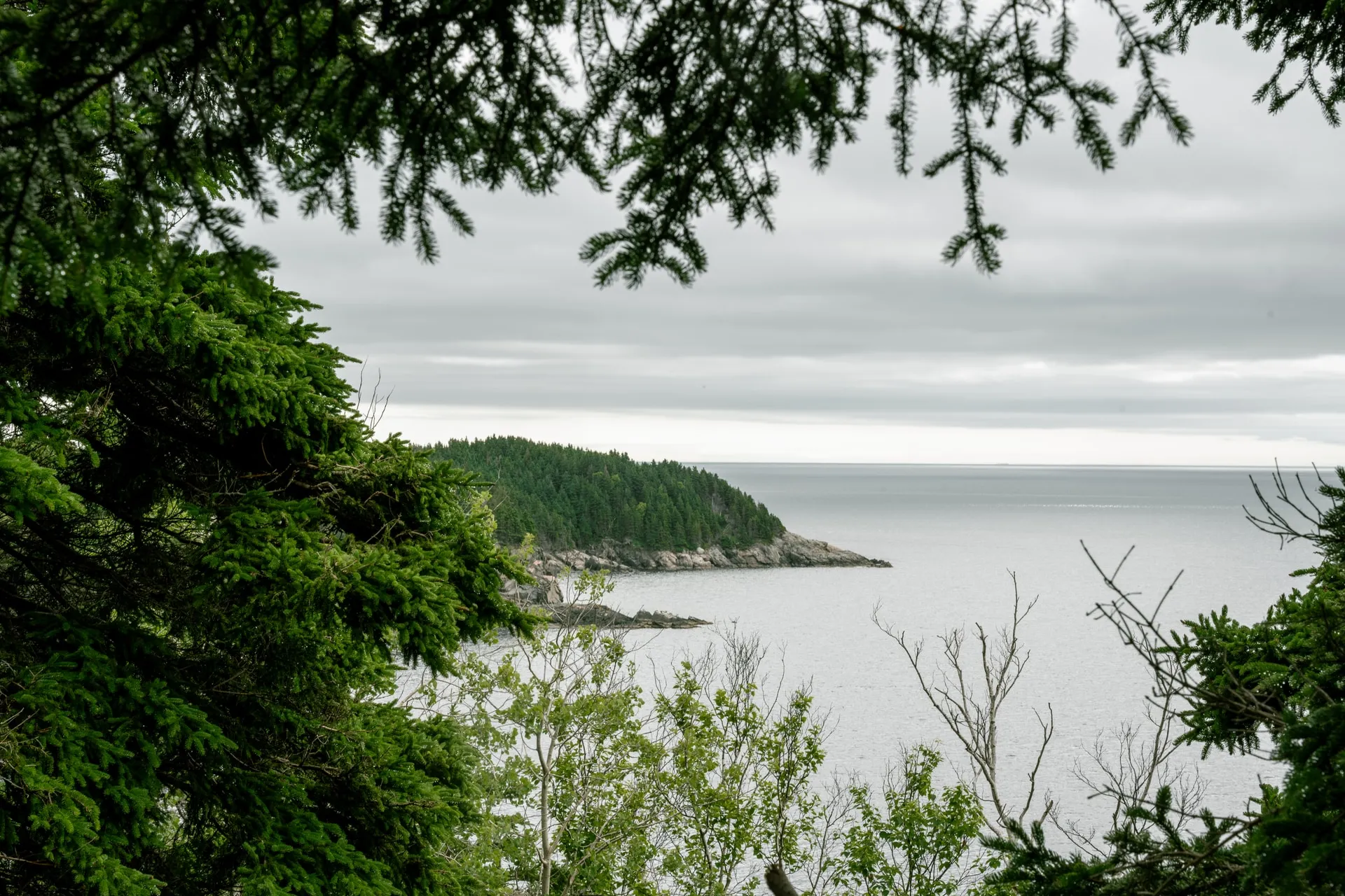 Spruce branches framing a forested headland and the open Atlantic under a cloudy sky.