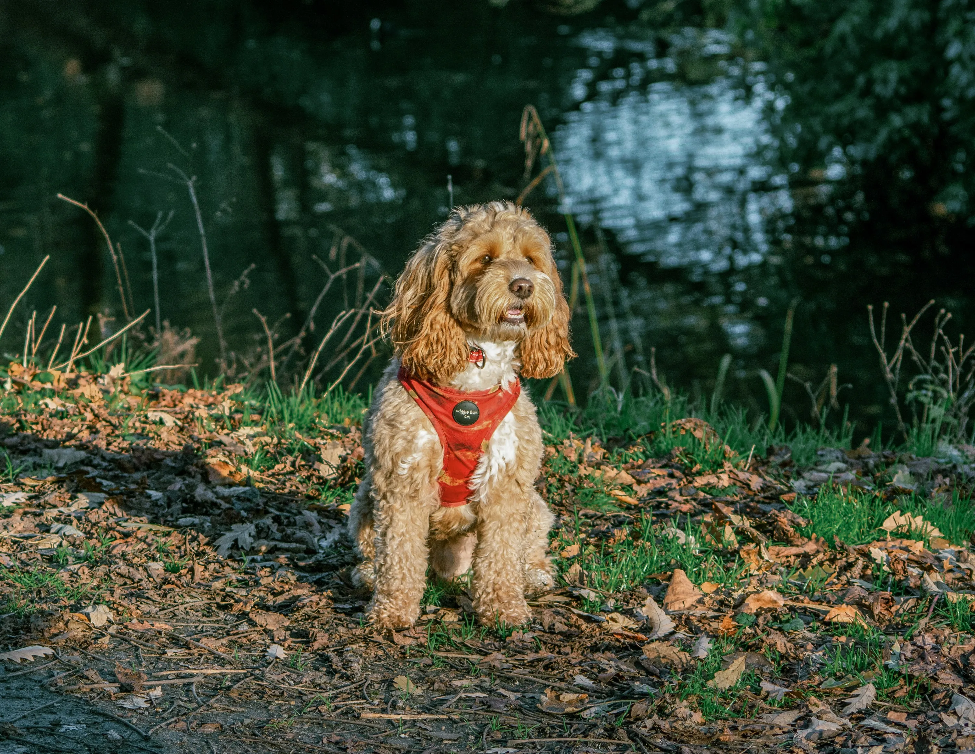 A curly-haired dog in a red harness sitting among fallen leaves beside a pond.