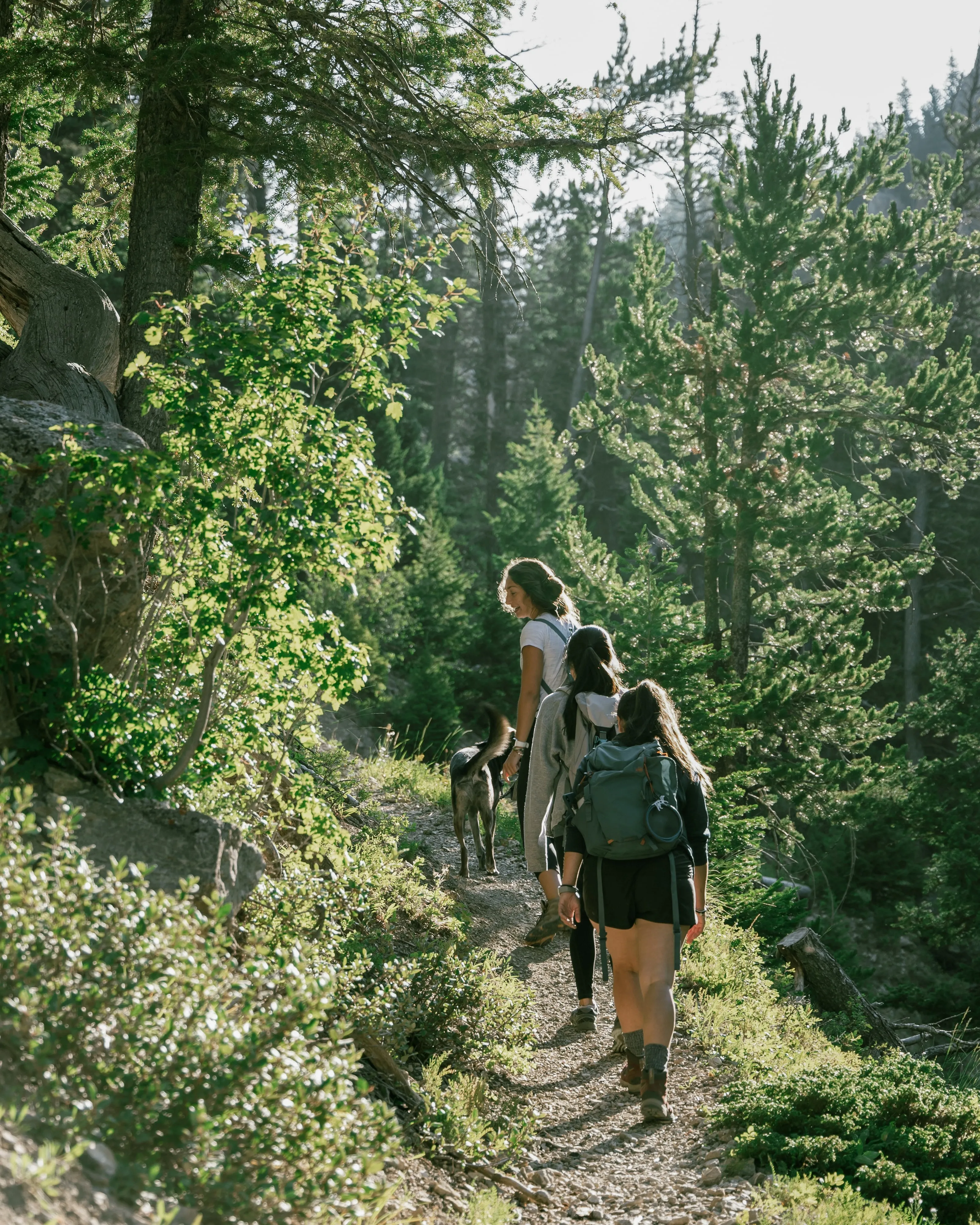 Three hikers and a dog walking a sunlit forest trail.